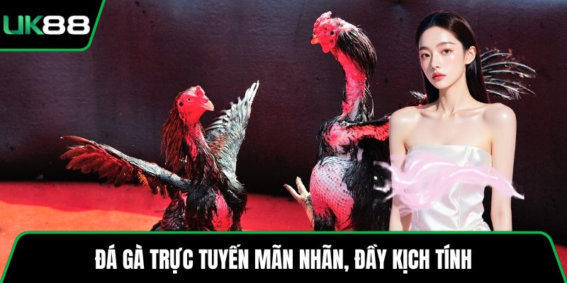 Đá gà trực tuyến mãn nhãn, đầy kịch tính